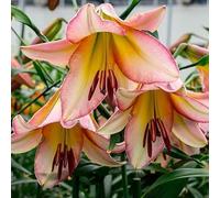 Lis géant 'Bejing Moon' - vivace