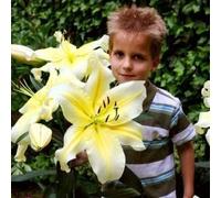 Lis géant 'High Tea' - vivace