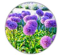 Lis géant/lis ornemental (Allium giganteum) / 50 graines/hauteur de taille de 80 à 150 cm/rustique/vivace