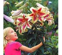 Lis géant 'Robert Swanson' - vivace