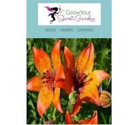 Lis - Lilium bulbiferum - vivace