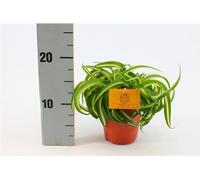 Lis vert Chlorophytum comosum Bonnie 20cm - Plante d'intérieur purifiant l'air, facile à entretenir, pour la maison et le bureau