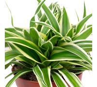 Lis vert "Ocean" - Chlorophytum Comosum - hauteur env. 15 cm, pot Ø 12 cm