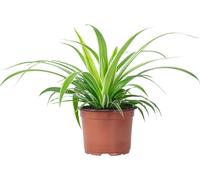 Lis vert 'Ocean' - plante d'intérieur facile à entretenir, Chlorophytum Comosum - hauteur env. 20 cm, pot-Ø 12 cm