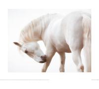 Lisa Saint - Poster "Chevalier blanc" PM4610 (40 cm x 50 cm) (Blanc)
