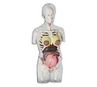 lisutupode Modèle du corps humain pour - Kit de grossesse interactif, kit d'anatomie montable avec pièces amovibles, figurine articulée éducative pour garçons et filles, utilisation en classe