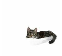 Lit Chauffant Avec Des Cheveux Longs, 45x26x31 Cm, Noir Et Blanc