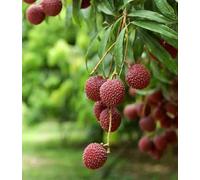 Litchi mc lean 7 l 40-60 cm