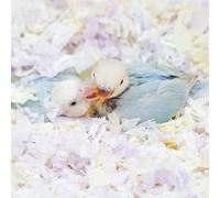 Literie confortable pour petits animaux, matériau en papier de coton, améliore l'environnement de reproduction, contrôle des odeurs à faible poussière pour oiseaux, perroquets, perruches, cochons