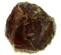 Lithophyse. 82.0 Ct. Massif De L'esterel, Var, France.