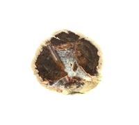 LITHOPHYSE - Pierre Naturelle en Provenance de France, Massif de l'Esterel, Var, Provence-Alpes-Côte d'Azur - Roche Polie avec Certificat d'Authenticité Inclus 93.0 ct - 35 x 30 x 15 mm G