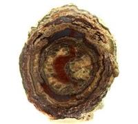 LITHOPHYSE - Pierre Naturelle en Provenance de France, Massif de l'Esterel, Var, Provence-Alpes-Côte d'Azur - Roche Polie avec Certificat d'Authenticité Inclus 81.5 ct - 34 x 29 x 13 mm G