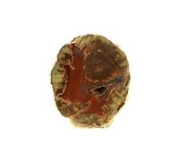 LITHOPHYSE - Pierre Naturelle en Provenance de France, Massif de l'Esterel, Var, Provence-Alpes-Côte d'Azur - Roche Polie avec Certificat d'Authenticité Inclus 87.5 ct - 32 x 26 x 15 mm G