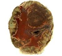 LITHOPHYSE - Pierre Naturelle en Provenance de France, Massif de l'Esterel, Var, Provence-Alpes-Côte d'Azur - Roche Polie avec Certificat d'Authenticité Inclus 87.5 ct - 32 x 26 x 15 mm G