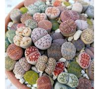 Lithops Graines Mixtes - Sunnyplants, Graines de Lithops, Graines de Roche Vivante, Graines Succulentes, Graines de Pierres Vivantes, Lithops, Graines Lithop, Lithop, Graines Mesembs (100)