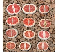 Lithops karasmontana Lateritia - Sunnyplants, Lithops rares, Plantes Lithops, Plantes succulentes, Plantes Lithops karasmontana, Pierres vivantes, Lithops
