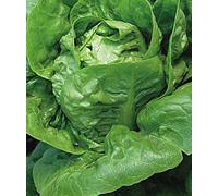 Little Gem graines de laitue Parfait pour les petits jardins non OGM petits chefs solides (150)