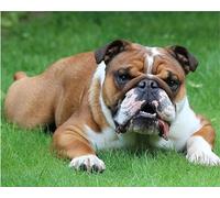 Lituor 5D Diamond Painting Bouledogue,Peinture Diamant Kit pour Adulte Débutant Complet,DIY Broderie Diamant Painting Artisanat Strass Point de Croix Painting Décoration Murale Rond,40x60 cm