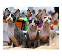 Lituor 5D Diamond Painting Chat Sphynx,Peinture Diamant Kit pour Adulte Débutant Complet,DIY Broderie Diamant Painting Artisanat Strass Point de Croix Painting Décoration Murale Rond,30x50 cm