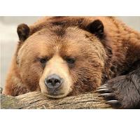 Lituor 5D Diamond Painting Ours brun,Peinture Diamant Kit pour Adulte Débutant Complet,DIY Broderie Diamant Painting Artisanat Strass Point de Croix Painting Décoration Murale Rond,40x60 cm