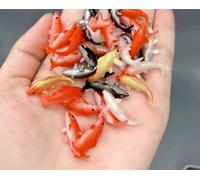 LIUBI Perles de Cristal, modèles de Poissons Rouges, matériau époxy, résine océanique 3D, Remplissage de modélisation de Mini Poissons, 5 pièces/Ensemble