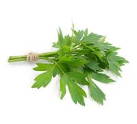 Livèche Levisticum officinale 50 graines herbe grandir E61 ez