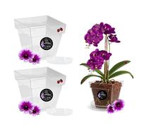 LiveLaif® 2 Pot Orchidée Transparent 15x15x14cm + Soucoupe Pot Fleur | Pot Transparent Orchidée avec Drainage | Pot pour Orchidées en Plastique Transparent | Pot Transparent Plante | Pot de Rempotage