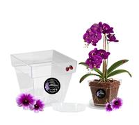 LiveLaif® Pot Orchidée Transparent 15x15x14cm + Soucoupe Pot Fleur | Pot Transparent Orchidée avec Drainage | Pot pour Orchidées en Plastique Transparent | Pot Transparent Plante | Pot de Rempotage
