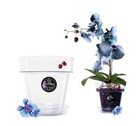 LiveLaif® Pot Orchidée Transparent Ø17 cm + Soucoupe Pot Fleur | Pot Transparent Orchidée avec Drainage | Pot pour Orchidées en Plastique Transparent | Pot Transparent Plante | Pot de Rempotage