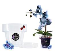 LiveLaif® - Pot Orchidée Transparent + avec Soucoupe Assortie | Au Choix : Taille et Unités | Pot Transparent Orchidée (1, ⊘20cm)