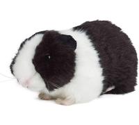 Living Nature Cochon D'Inde Noir 18 Cm Peluche Réaliste Sans Son