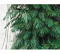 Livingwalls WTD 382411 Papier peint photo intissé Motif feuilles de palmier Vert/gris 3,71 x 2,80 m