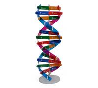 LIXSAZSE Modèle de Corps Humain pour Enfants, Kit d'étude de l'anatomie, éducation adn, modèle cognitif ABS, modèle adn en Plastique, Kit d'ascendance Dnas