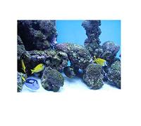 LIZEALUCKY Autocollant de Fond d'aquarium, Image de Paysage sous-Marin en PVC, décoration Murale, décor d'image, Plante de Reptile Auto-adhésive pour Aquarium (61 * 30cm)