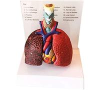 LJXiioo Modèle Anatomique de poumon de Gorge de Coeur de Larynx - modèle d'anatomie Humaine - modèle d'enseignement d'étude de Classe de Science médicale
