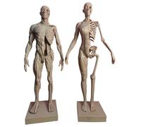 LKYLVEE 1 Paire de Modèles Anatomiques Humains Écorché et avec Peau pour Fournitures de Laboratoire, Étude de Dessin pour Artistes Médicaux,Gris,30cm