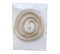 LKYLVEE 1m/39,37 Pouces Spécimen de Squelette de Serpent de taxidermie Fournitures de taxidermie pour l'éducation Scientifique, Cadeau spécial