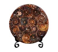 LKYLVEE Ammonite Naturelle fossile Disque Coquille Tranche Disque conque minéral spécimen Ornement avec Support,11cm,XL
