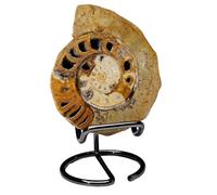 LKYLVEE Ammonite Naturelle spécimen Ammonite fossile conque spécimen Objets de Collection Home Decor Cadeaux Ornement,Marron,9cm
