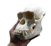 LKYLVEE Blanc,20cm, Modèle de crâne de chimpanzé - Modèle de crâne de Singe en résine - Science et éducation Spécimen modèle Croquis de Statue Fait à la Main 1:1