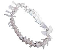 LKYLVEE Colonne vertébrale de Chien Squelette d'os modèle d'os Anatomique canin Animal Squelette d'os décoration pour l'affichage Laboratoire enseigner vétérinaire,Blanc,36cm