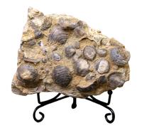 LKYLVEE Coquille de brachiopode Naturel fossiles Organismes Marins Anciens spécimen Objets de Collection Décoration intérieure Cadeaux Ornement,Marron,14cm
