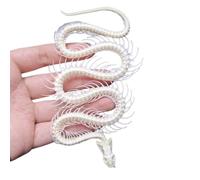 LKYLVEE Crânes et ossements d'animaux factices, Squelette de Serpent, crâne, taxidermie pour l'éducation Scientifique