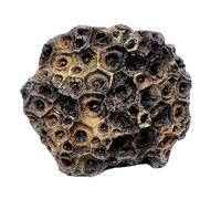 LKYLVEE Fossile Marin Ancien Naturel - véritable fossile de Corail - pour Les Collections et l'éducation,Marron,6cm
