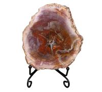 LKYLVEE Fossiles d'arbres Anciens naturels - Tranches de fossiles d'arbres en Bois silicifié - pour Les Collections de fossiles et à des Fins éducatives,Marron,12cm