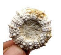 LKYLVEE Fossiles d'échinodermes d'oursins Ornements fossiles Marins naturels pour Les Collections et l'éducation,Blanc,3cm