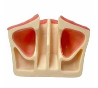 LKYLVEE Implant dentaire - Modèle d'entraînement du sinus maxillaire - Modèle d'entraînement de base avec gencives souples pour l'entraînement, l'enseignement, la démonstration et l'étude, chair, 8 cm