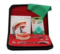 LKYLVEE Kit de Barrage en Caoutchouc endodontique Dentaire - Ensemble d'outils de Pratique de la Carte de poinçonnage de la Digue en Caoutchouc - pour l'enseignement des Sciences,B,25cm