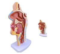 LKYLVEE Modèle Anatomique de cavité nasale Humaine - Modèle de la Section Bouche, Nez et Gorge - Modèle médical de l'anatomie de la Gorge pour l'enseignement et l'étude