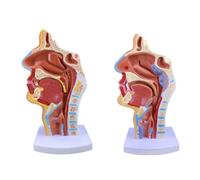 LKYLVEE Modèle Anatomique de cavité nasale Humaine - Modèle de la Section Bouche, Nez et Gorge - Modèle médical de l'anatomie de la Gorge pour l'enseignement et l'étude
